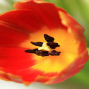 Eşkiyalıktan Evliyalığa Fudayl Bin İyaz