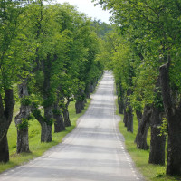 Yol Bilenin Elinden Tutarak